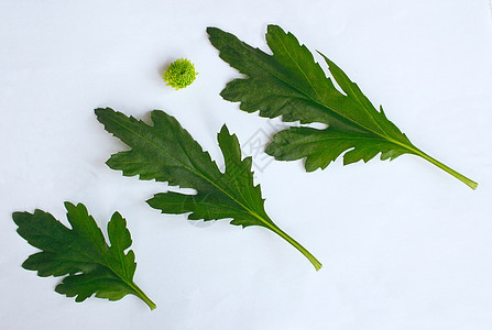 叶和花叶子绿色宏观植物树叶花瓣植物群花朵园艺花园图片