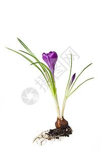 紫花朵的细细细节灯泡花瓣植物群植物叶子宏观季节性紫色树叶季节图片