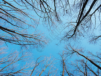 树冠树干环境分支机构树木天空森林蓝色图片