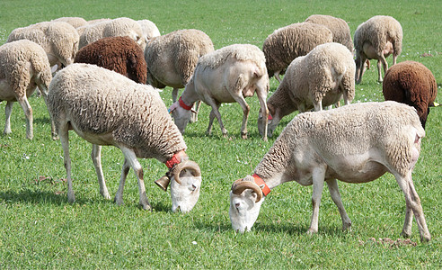 绵羊群草地标签农田哺乳动物牧场农业农村农场奶制品乡村图片