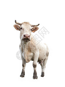在白色的牛喇叭奶牛草地农场农田奶制品哺乳动物乡村农村场地图片