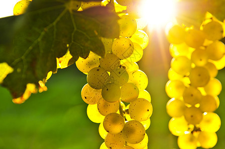黄葡萄场地水果生长园艺树叶晴天生产藤蔓收成农业图片