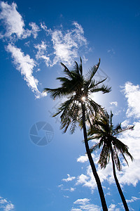 棕榈树在美丽的蓝色天空上 白云笼罩着棕榈树图片