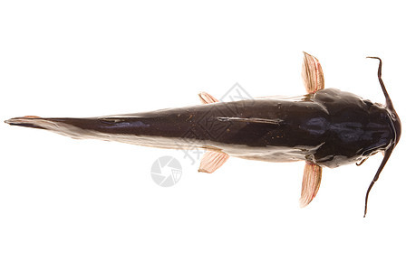 鱼棕色脊椎动物动物害虫背鳍胡须图片