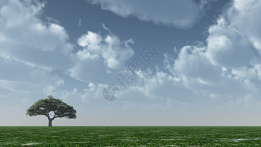 孤独的树草地地平线植物场地天空图片