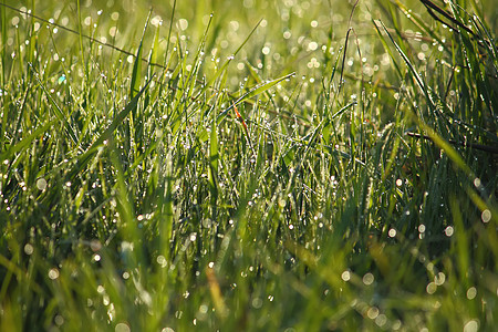 在草地上露露绿色草本植物水滴阳光反射环境花园雨滴图片