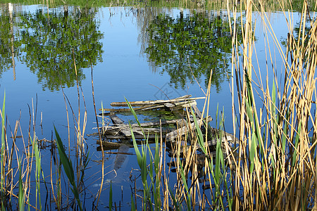 在一个小池塘中破碎的木桥图片