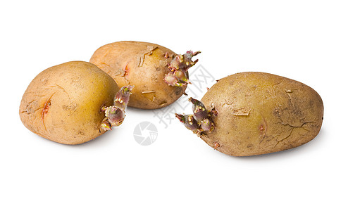 土豆种子     白色的3个管子图片