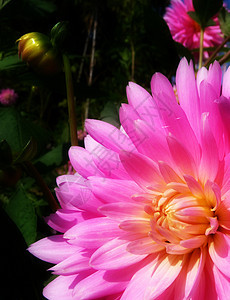 Dahlia 花朵粉色花瓣宏观园艺植物群花园植被乡村生长植物图片