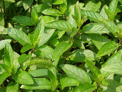 聚粉色树叶植物叶子绿色植被胡椒图片