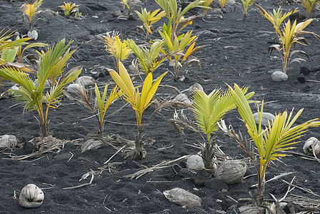 椰子厂生长树叶树苗发芽叶子植物黑色火山砂背景图片