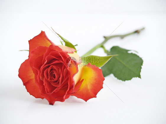 红玫瑰玫瑰美丽红色图片