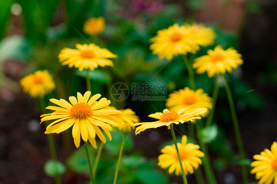 黄色花朵甘菊香味场地花瓣环境雏菊花园植物植物群药品图片