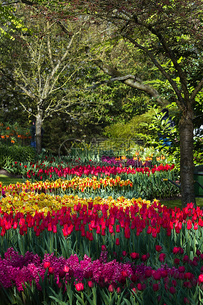 公园中花朵多彩的春花农业环境照片游客植物植物群绿色植物季节树木香味图片