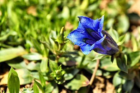 Gentiana gentiana资产花园高山山脉荒野蓝色植物学远足保护文化图片