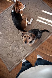 可爱混合品种小狗小地毯兽医哺乳动物地毯宠物警觉行为尾巴三色恶作剧图片