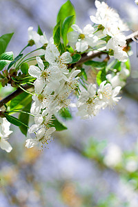 花树花瓣太阳公园宏观植物植物学枝条草地柔软度花园图片