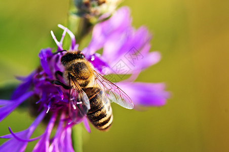 甜蜜蜂在玉米草上养蜂业紫色蜜蜂昆虫花蜜胸部植物天线翅膀生物图片