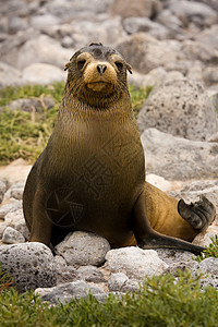 少年加拉帕戈斯海狮生态野生动物濒危荒野植被小狗棕色毛皮动物海豹图片