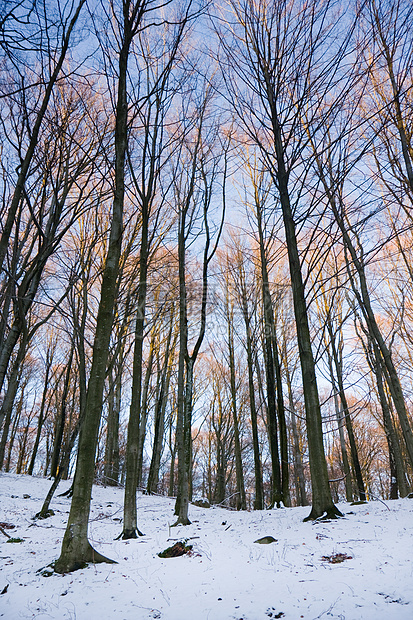 冬季森林树木处女木头植物公园环境植被天气枝条风景图片