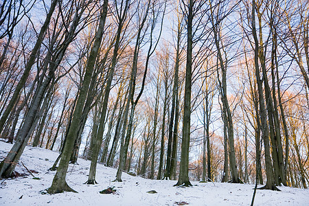 冬季森林季节林地枝条场景处女天气天空树木植物环境图片