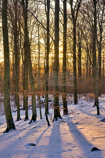 日落时冬林天气处女公园森林天空植被植物风景季节树木图片