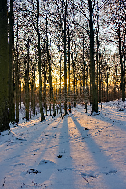 日落时冬林环境季节植物枝条天气森林公园场景树木木头图片