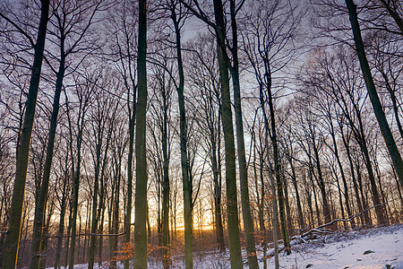 日落时冬林树干植被季节天气天空场景植物环境枝条公园图片