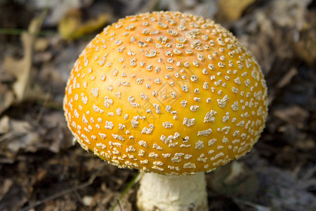 野生蘑菇II图片