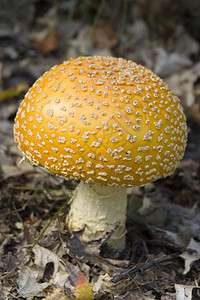 蘑菇白色园艺宏观植物雨后春笋厨师木头食物孢子植被图片