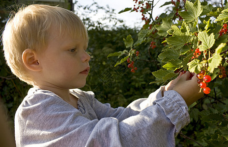儿童采摘浆果收获荒野醋栗女孩衬套孩子童年植物红色水果图片