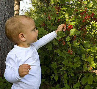 儿童采摘浆果享受童年醋栗男生收获花园收成喜悦女孩食物图片
