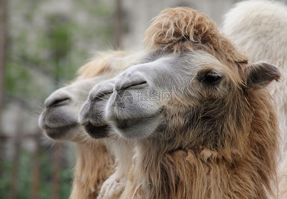 骆驼动物哺乳动物沙漠图片