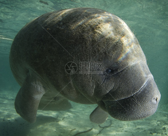 Manatee 配置文件图片