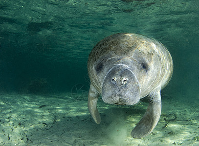 Manatee 纵向水面海牛海上生活海洋生物哺乳动物野生动物动物咸水濒危灰色图片