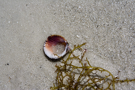 食物交换孤独扇贝生物旅游海浪珊瑚支撑生活热带海岸图片