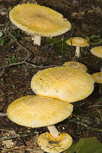 蘑菇凳子宏观雨后春笋白色厨师植物孢子植被森林食物图片