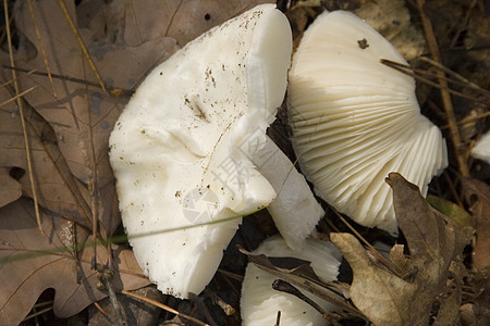 蘑菇凳子植被植物园艺晴天木头厨师白色实体宏观图片
