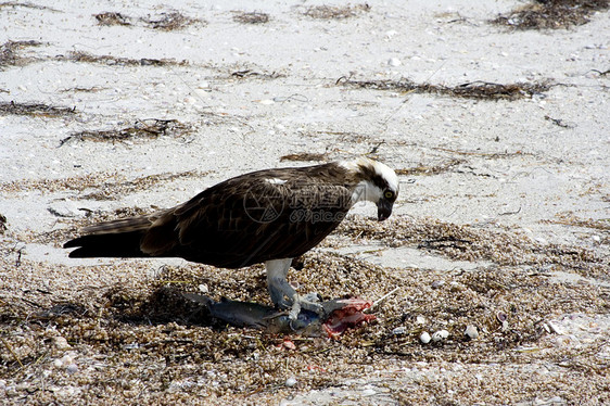 osprey动物海鹰海岸海浪野生动物猎人羽毛鲇鱼海滩航班图片