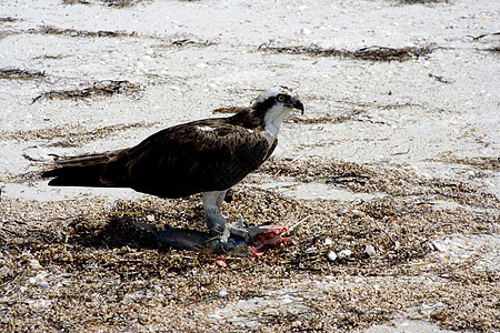 osprey海岸鸟舍航班野生动物海鹰猎人黑色羽毛鲇鱼海浪图片
