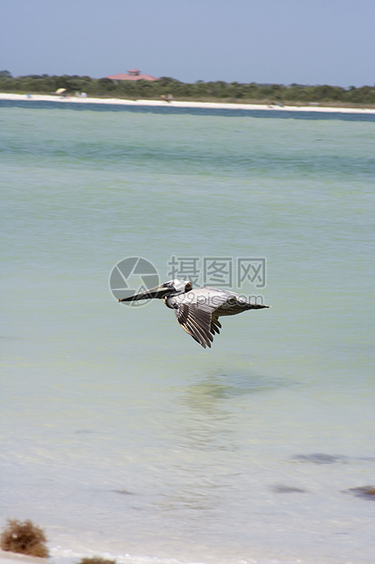 elican 等离子羽毛野生动物羊群海岸航班鸟舍海洋海浪图片