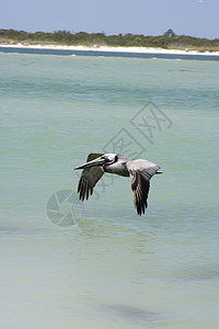 elican 等离子羊群海岸海浪鸟舍野生动物羽毛海洋航班图片