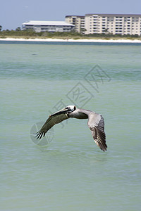 elican 等离子鸟舍羽毛海岸海洋野生动物海浪羊群航班图片