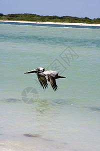 elican 等离子羊群海洋羽毛鸟舍野生动物航班海岸海浪图片