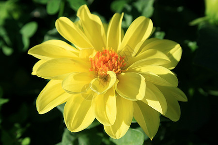 黄色 Dahlia 花朵季节阳光照射花园绿色植物宏观太阳植物群阳光季节性图片