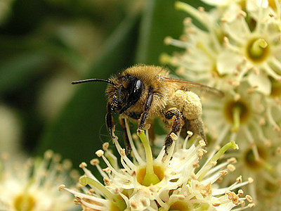 蜜蜂花蜜黄色蜂蜜殖民地蜂巢漏洞翅膀动物害虫花瓣图片