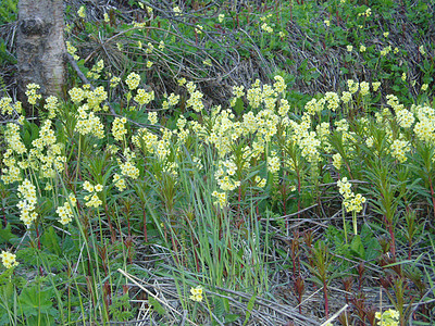 普里穆拉草地植物黄色花朵花瓣季节性季节植物学图片