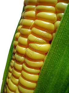 孤立的玉米白色收成粮食蔬菜植物宏观黄色营养食物玉米芯图片