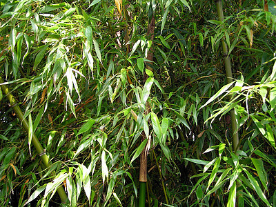 竹子花园野生动物叶子绿色公园木头植被树木森林荒野图片
