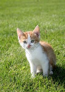 小猫咪天空婴儿蓝色动物小猫草地宠物图片